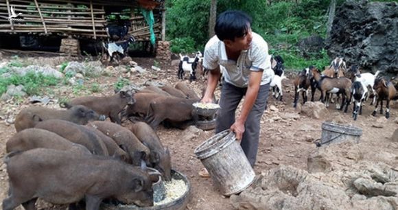 Bão giá thịt lợn: Bán một con thu nửa cây vàng, lợn rừng mỗi con lãi cả chỉ - 1