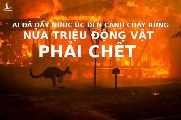 Soc-voi-canh-chay-rung-o-Uc-Nua-ti-dong-vat-gap-nan-23-nguoi-thiet-mang6