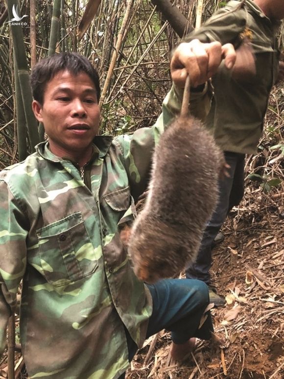 Chuyện lạ về loài chuột khổng lồ nặng 2 kg ở Sơn La