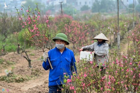 Vuon dao ngap sac hong, nong dan thap thom lo mat Tet hinh anh 9 dao9_zing.jpg