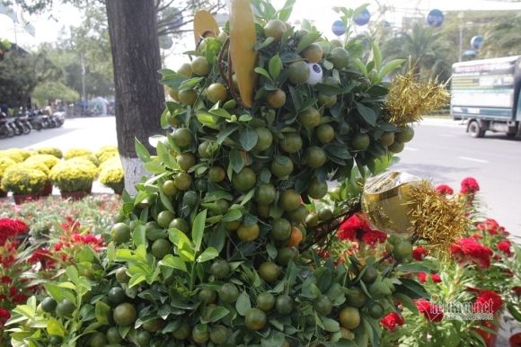 Quất tạo dáng 'Canh Tý' khuấy động chợ hoa Tết ở Quy Nhơn