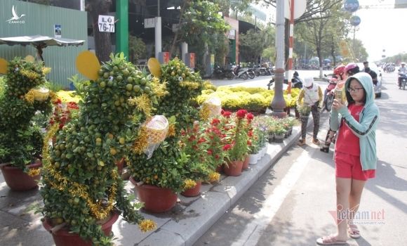 Quất tạo dáng 'Canh Tý' khuấy động chợ hoa Tết ở Quy Nhơn