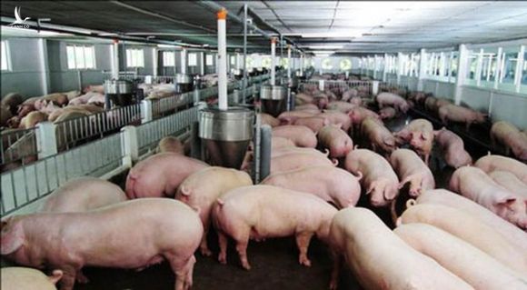 Bộ trưởng yêu cầu, phải giảm giá thịt lợn ngay lập tức
