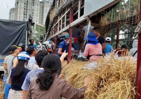 Người Sài Gòn 'giải cứu dưa' giúp nông dân Bình Định - ảnh 2