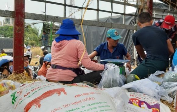 Người Sài Gòn 'giải cứu dưa' giúp nông dân Bình Định - ảnh 3