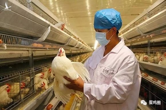 Trung Quốc phát hiện ổ dịch cúm gia cầm H5N6 - 1