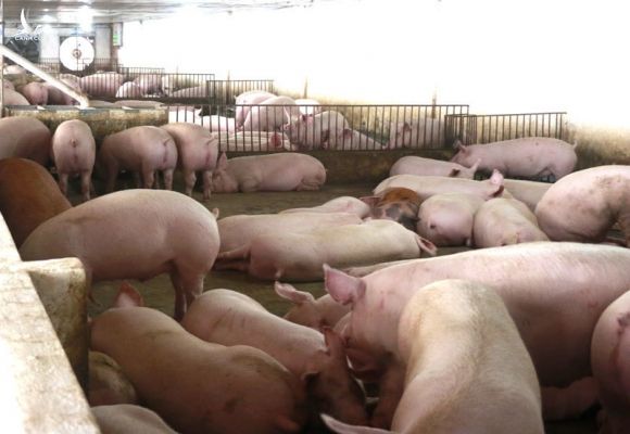Giá thịt lợn bất ngờ tăng mạnh, trên đà chiếm đỉnh kỷ lục