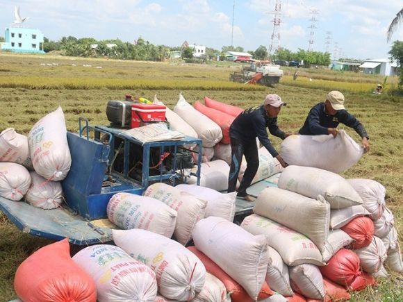 Chính thức kiến nghị cho xuất khẩu gạo bình thường, bỏ quota