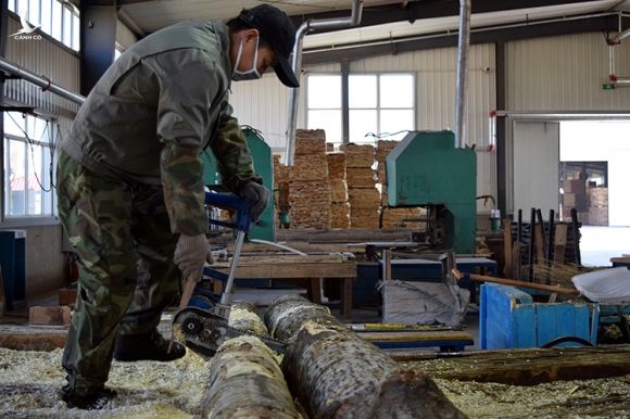 Công nhân cưa gỗ trong nhà máy ở Tuy Phân Hà, thành phố biên giới Trung - Nga, hôm 15/4. Ảnh: Reuters.