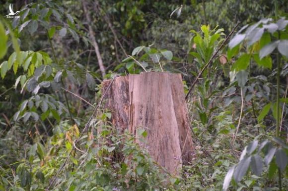 Khởi tố nguyên Giám đốc sở NN-PTNT Lâm Đồng cấp phép khai thác rừng trái luật - ảnh 1