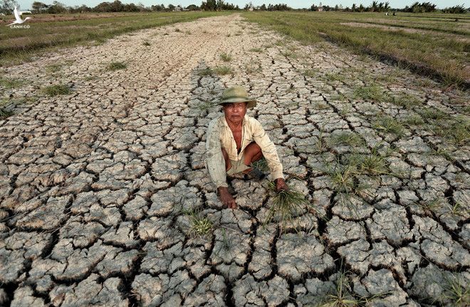 Hạn hán, thiếu nước tại xã An Phú Trung, H.Ba Tri, Bến Tre (tháng 3.2020) /// Ngọc Dương