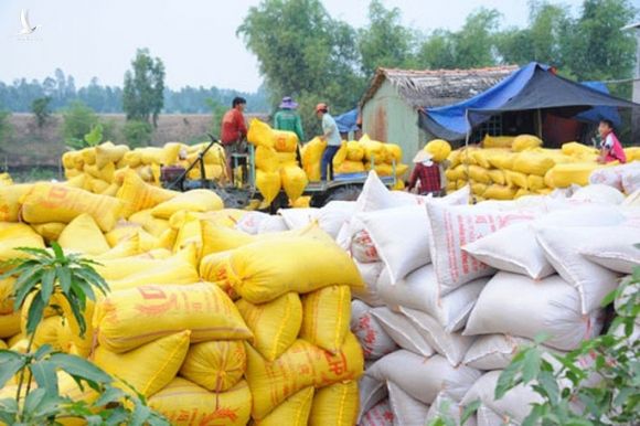 Bộ Tài chính đề nghị Bộ Công an điều tra việc trục lợi chính sách quản lý xuất khẩu gạo - Ảnh 1.