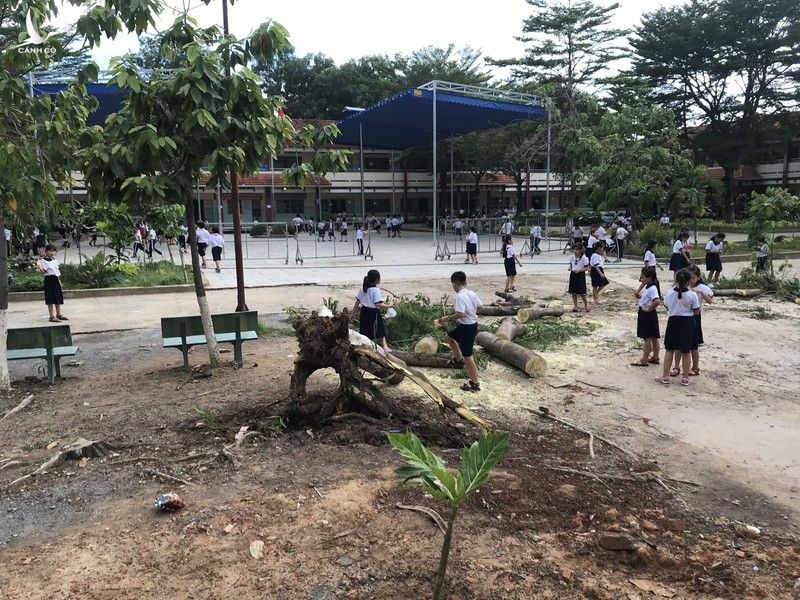 Một cây phượng trong trường học ở Bình Dương lại bật gốc - ảnh 1