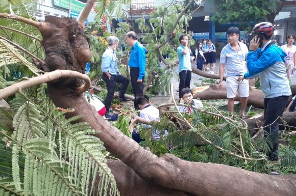 Hiện trường cây phượng đổ, đè học sinh sáng 26/5 tại trường THCS Bạch Đằng, quận 3. Ảnh: Trần Hồng Vũ.