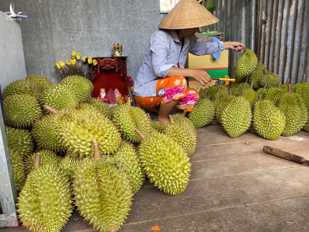 'Vua của các loại trái cây' đại hạ giá ở vỉa hè Sài Gòn, vì sao?