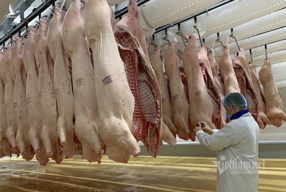 Giá thịt lợn cao nhất lịch sử, 100 ngàn/kg không chịu bán
