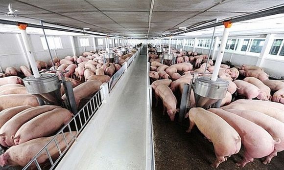 Giá thịt lợn cao nhất lịch sử, 100 ngàn/kg không chịu bán
