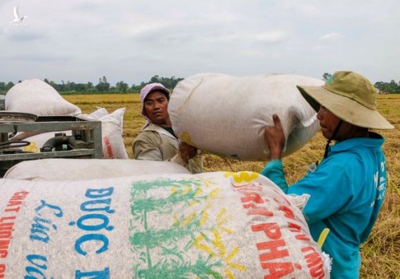 Việt Nam trúng thầu bán 60.000 tấn gạo cho Philippines với giá cao hơn đối thủ - ảnh 1
