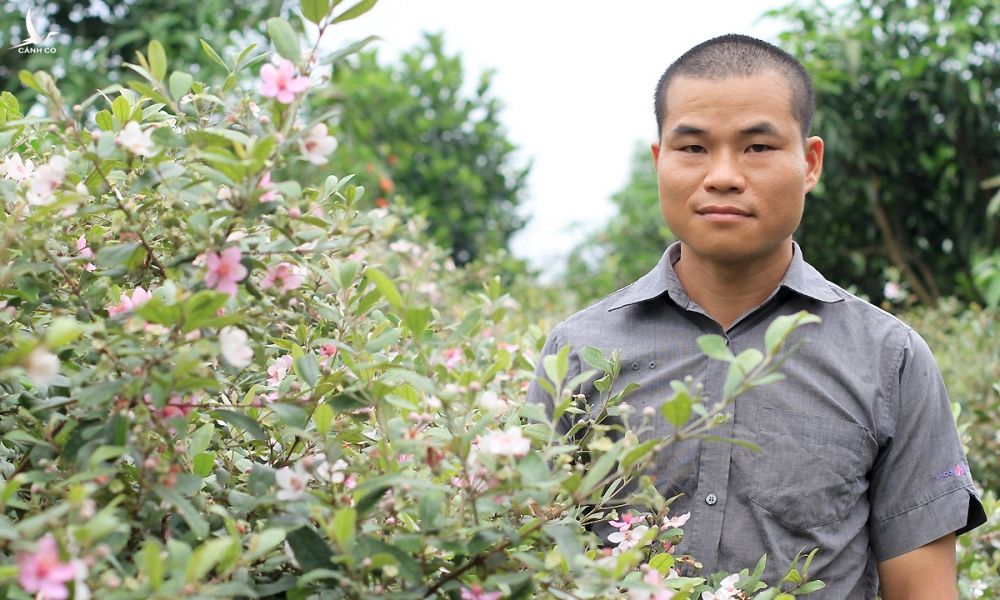 Vườn sim tại nhà của Nông Chí Khiêu có khoảng 3.000 gốc. Mỗi cây 5 tuổi này có thể cho thu hoạch 5-7 kg/vụ. Ảnh: Phan Dương.