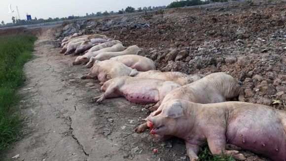 Dịch bệnh bùng phát, tiêu huỷ 34.000 con lợn, giá thịt lại tăng
