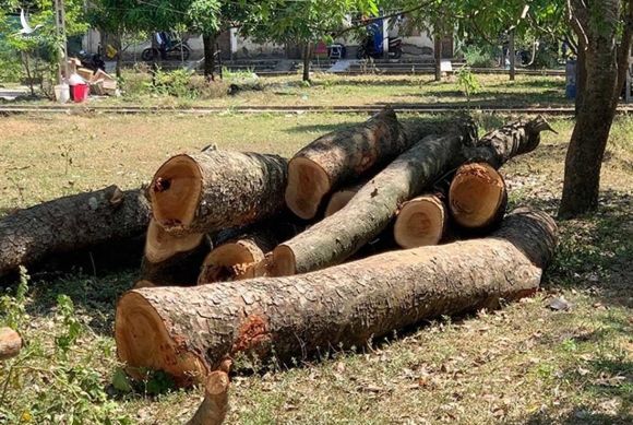 Chặt cây cổ thụ đang tươi tốt, trường học ở Nghệ An bị kiểm điểm