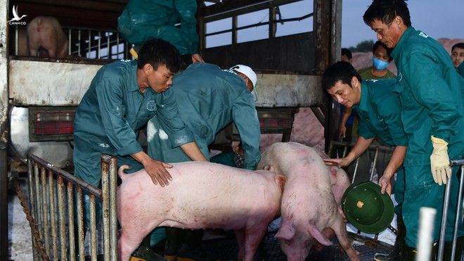 Việt Nam chính thức cho phép nhập khẩu lợn sống từ Thái Lan để giết mổ thực phẩm /// Ảnh Hoàng Phan