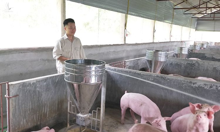 Bùi Đức Tuyển bên đàn lợn thịt trong trang trại của mình. Mỗi ngày hợp tác xã của Tuyển xuất chuồng 18-20 con lợn, phục vụ cho 60 bếp ăn bán trú trong tỉnh Phú Thọ. Ảnh: Đình Tuyển.
