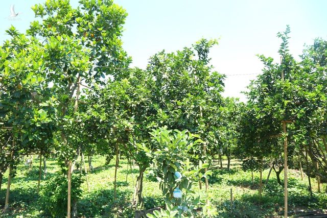 Quảng Nam: Vươn lên thoát nghèo nhờ Tổ hợp tác trồng cây ăn quả - 2