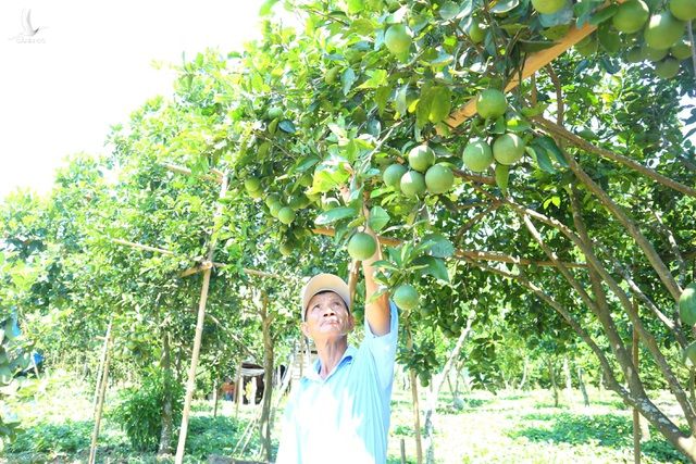 Quảng Nam: Vươn lên thoát nghèo nhờ Tổ hợp tác trồng cây ăn quả - 3