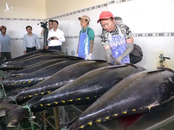 Cá ngừ Việt Nam xuất sang EU sẽ được hưởng thuế 0% kể từ ngày 1.8 /// Ảnh: Hoàng Trọng