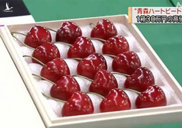Cherry Nhật kỷ lục 64 triệu 15 quả, về Việt Nam giá 6,6 triệu/kg
