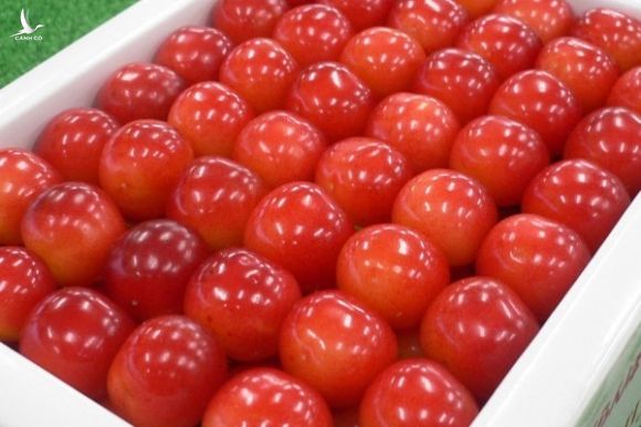 Cherry Nhật kỷ lục 64 triệu 15 quả, về Việt Nam giá 6,6 triệu/kg