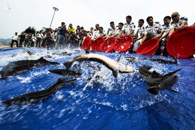 Vì sao Trung Quốc phải thả 10.000 con cá sau khi xây xong đập Tam Hiệp - ảnh 1