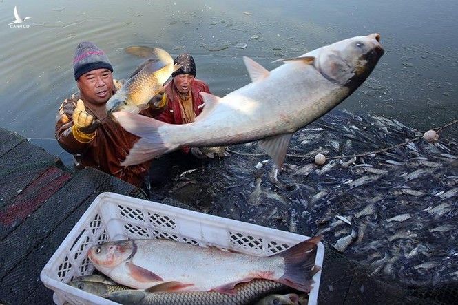 Vì sao Trung Quốc phải thả 10.000 con cá sau khi xây xong đập Tam Hiệp - ảnh 2