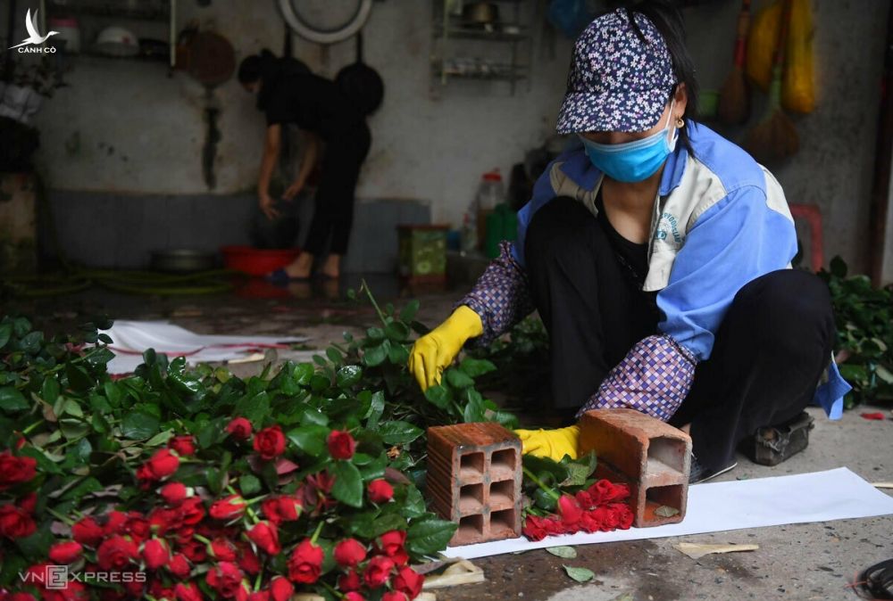 Hồng là loại hoa có diện tích trồng nhiều nhất, ngốn thuốc bảo vệ thực vật nhất ở vùng hoa Mê Linh. Ảnh: Giang Huy.