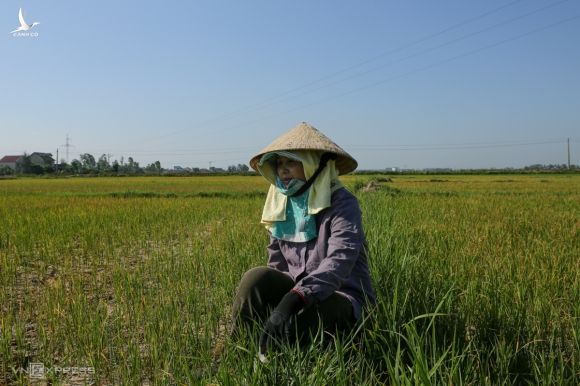 Chị Đào bên ruộng lúa gia đình không còn khả năng cứu vãn vì hết nước. Ảnh: Nguyễn Hải.
