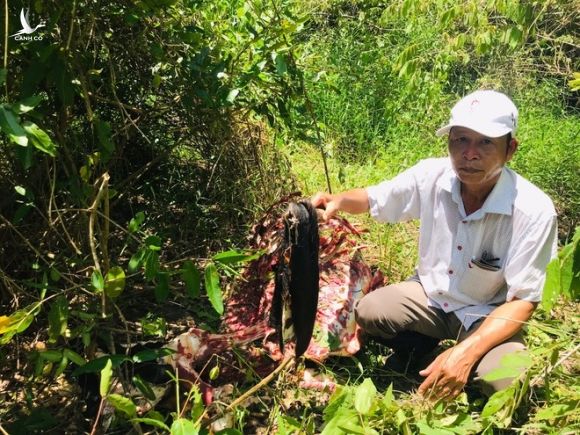 Bò tót nặng 200 kg trong Vườn quốc gia Cát Tiên bị giết hại - ảnh 1