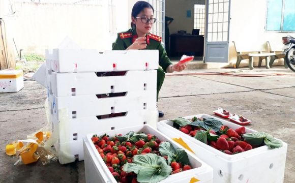 Nông sản Trung Quốc đội lốt đặc sản Đà Lạt: Gian thương tiếp tay