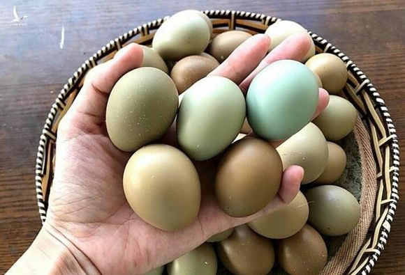 Trứng chim trĩ có màu sắc đặc biệt. Ảnh: Trần Chi.
