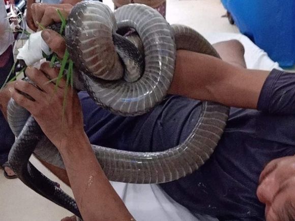 Rắn hổ mang chúa 2,5m cắn người, người ôm luôn rắn vô bệnh viện cấp cứu - Ảnh 2.