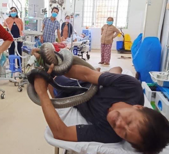 Rắn hổ mang chúa 2,5m cắn người, người ôm luôn rắn vô bệnh viện cấp cứu - Ảnh 1.