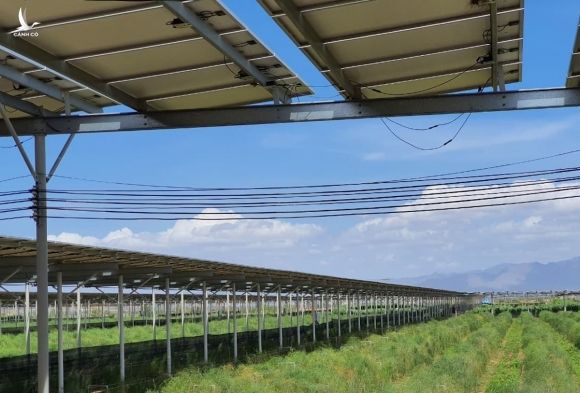 Một mô hình điện mặt trời kết hợp trồng cây nông nghiệp ở miền Trung. Ảnh: Duy Hà
