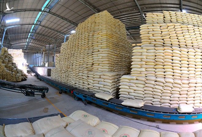 Theo một số nhà xuất khẩu, gạo Việt Nam nên biết cách “neo giá” cao hơn /// ẢNH: PHÚ THUẬN