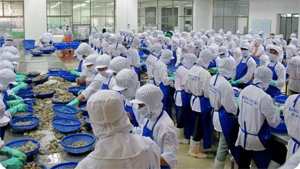Chế biến tôm xuất khẩu tại Công ty TNHH Thông Thuận.