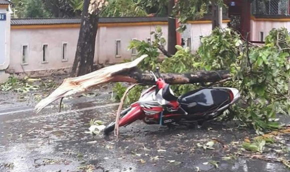 Cây đổ đè chết 1 người, 29 người bị thương do bão số 5 - Ảnh 1.