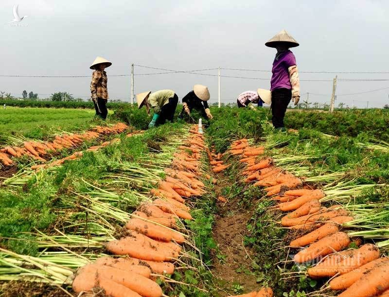 Trung Quốc thiếu hụt, Việt Nam tăng tốc chờ thu chục ngàn tỷ