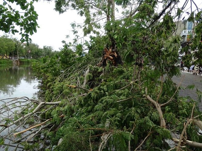 Bàng hoàng cây đổ la liệt cùng trụ điện, nhà bay mất mái sau bão số 5 - ảnh 4