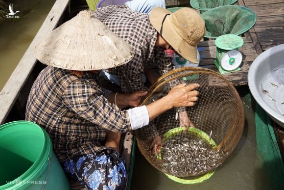 Vợ chồng ông Cao Văn Bi bán cá linh cho thương lái, năm nay lũ nhỏ, 7 miệng dớn, ông Bi bắt mỗi ngày chưa được 10 kg cá. Ảnh: Hoàng Nam.