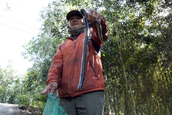 Một nông dân ở Tân Lập, Mộc Hóa, Long An thăm dớn trở về, trong túi lưới chỉ có vài con rắn bông súng nhỏ. Ảnh: Hoàng Nam.