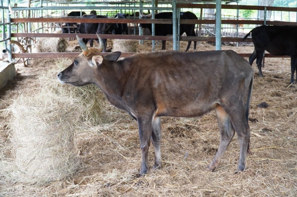 Đàn bò tót lai ở Phước Bình chỉ ăn rơm khô suốt hơn một năm qua. Ảnh: Việt Quốc.